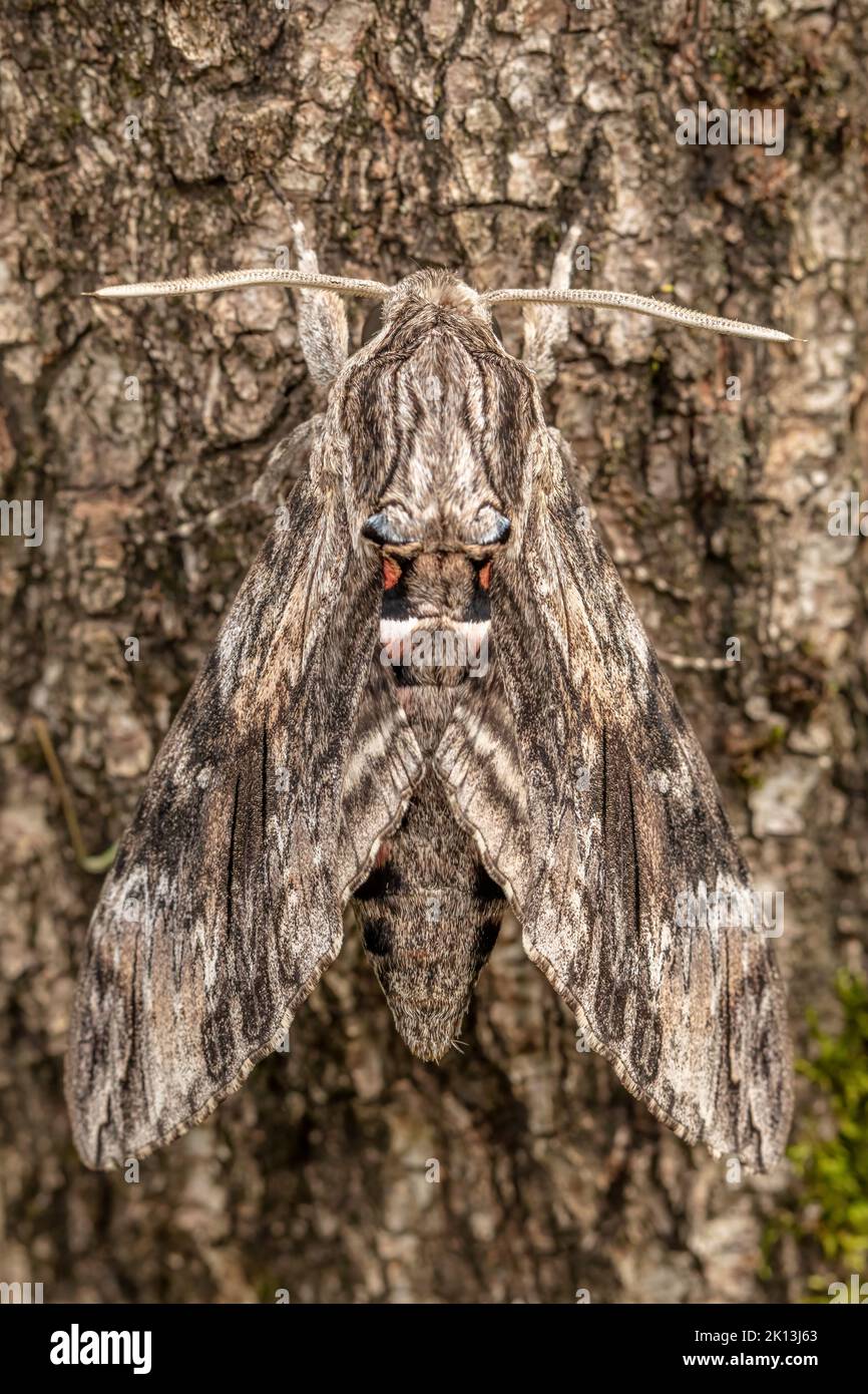 Windenschwärmer, Schwärmer, Agrius convolvuli, Sphingidae, Nachtfalter