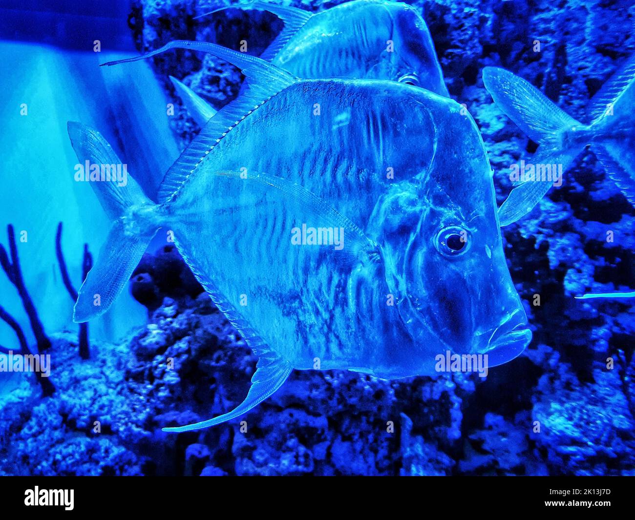 An Underwater life with different fish Stock Photo - Alamy