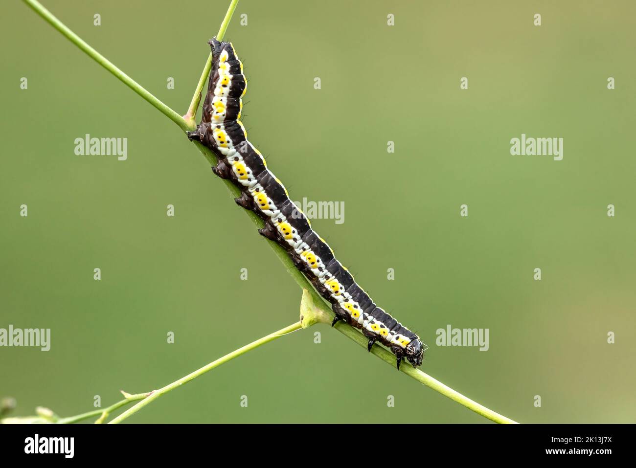 Kräutermönch, Cucullia lucifuga, Noctuidae, Eulenfalter, Distel-Mönch, Distel-Graumönch, Nachtfalter, Natur, Insekt, Schweiz, Lepidoptera, Schmetterli Stock Photo