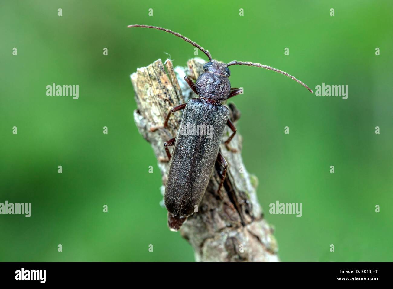 Haaraugen-Halsgrubenbock, Dunkelbrauner Halsgrubenbock, Arhopalus ...