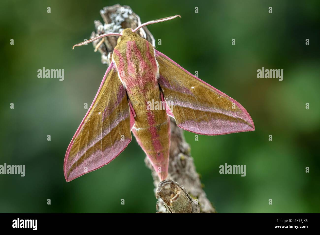 Nachtfalter, Natur, Insekt, Schweiz, Lepidoptera, Schmetterling