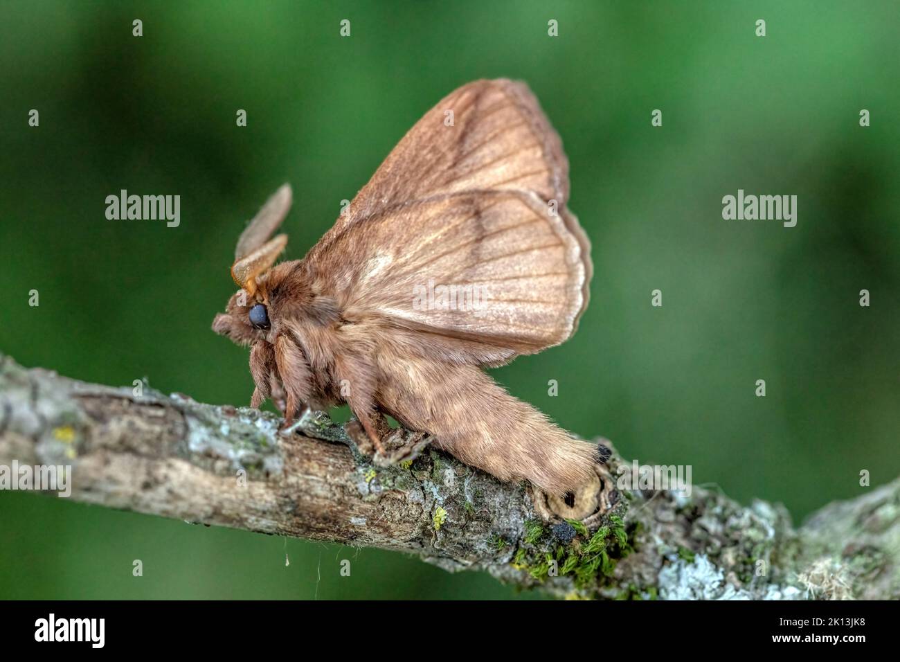 Trinkerin, Grasglucke, Euthrix potatoria, Glucken, Lasiocampidae, Nachtfalter, Natur, Insekt, Schweiz, Lepidoptera, Schmetterling, Insektensterben, Mo Stock Photo