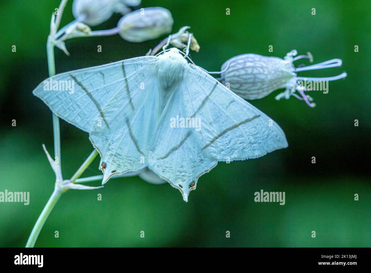 Swallow tailed moth hi-res stock photography and images - Alamy