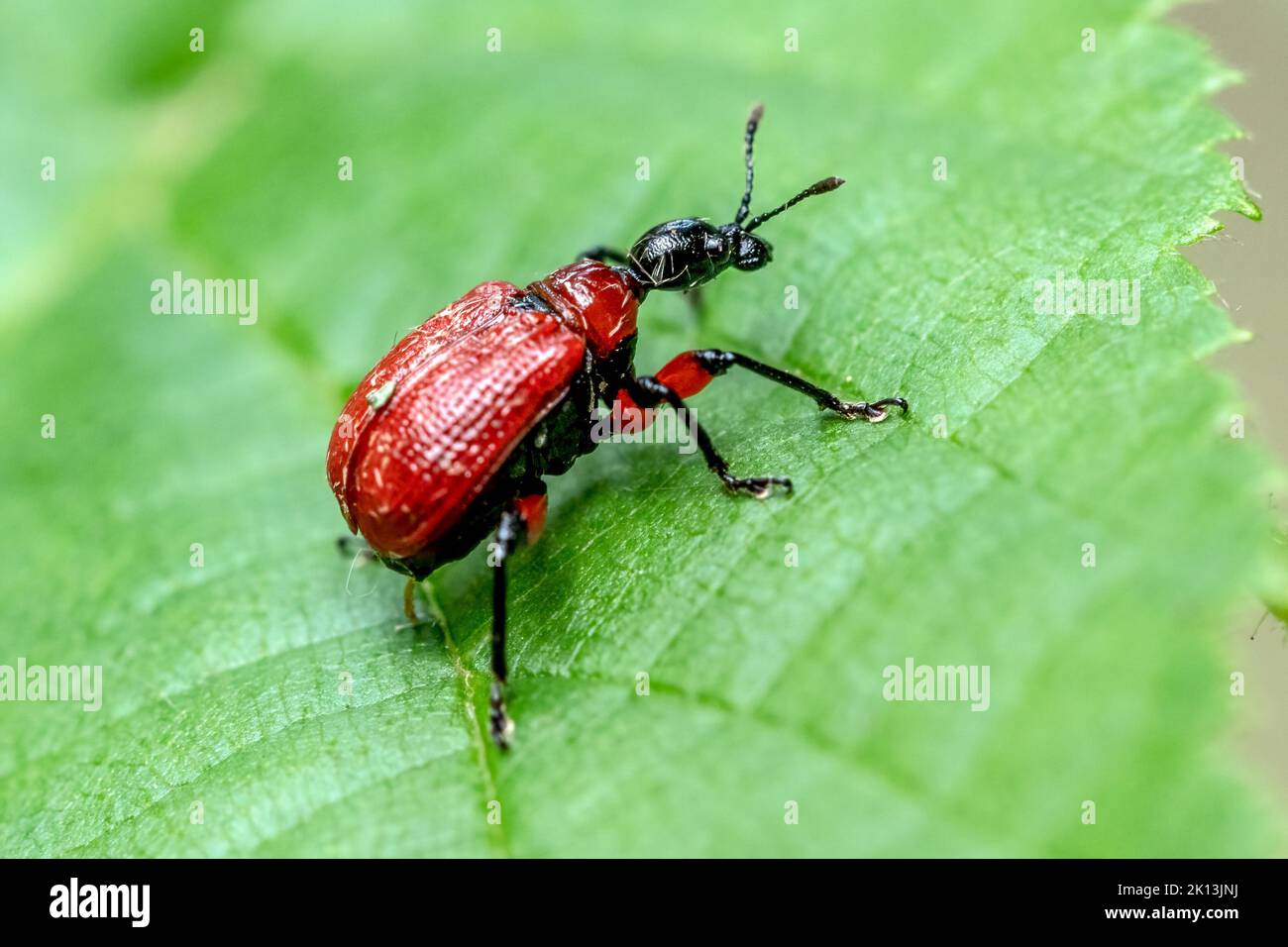 Lilioceris lilii, Lilienhähnchen, Linienkäfer, Blattkäfer ...