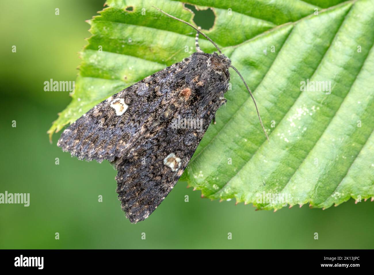 flohkrauteule-melanchra-persicariae-noctuidae-eulenfalter
