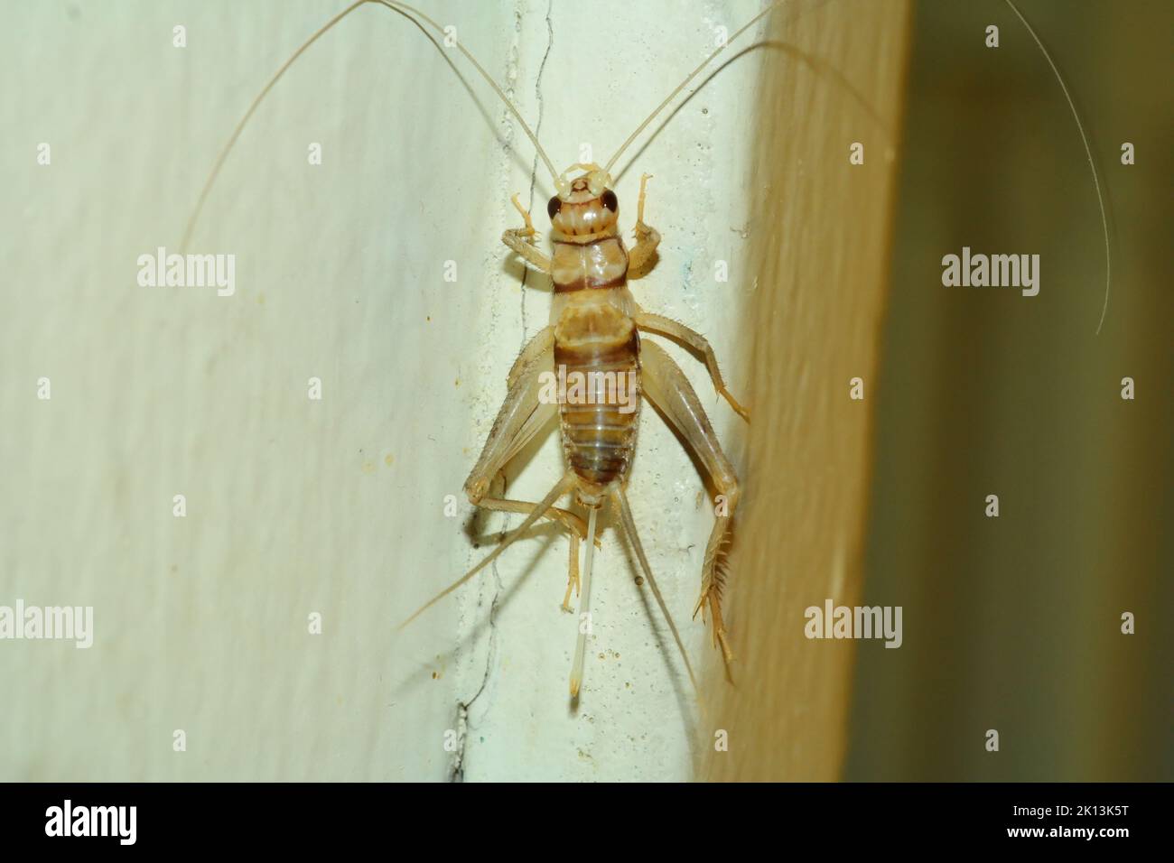 A creepy Tropical house cricket (Gryllodes sigillatus) crawling on the wall Stock Photo