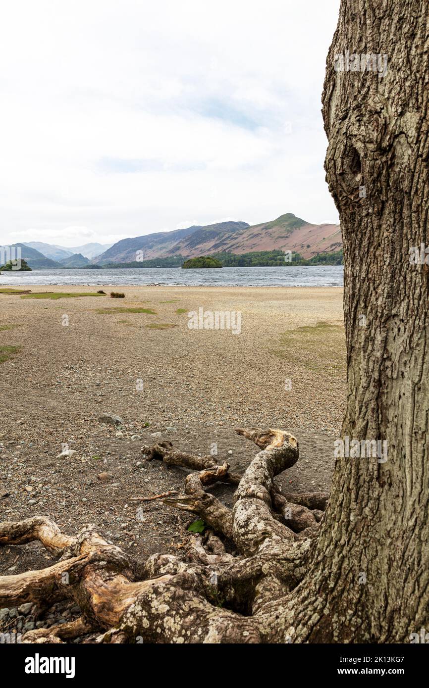 Derwentwater Tree Roots, exposed tree roots, drought, low water level, water level, no rain, lack of rain, drought England, England drought Stock Photo