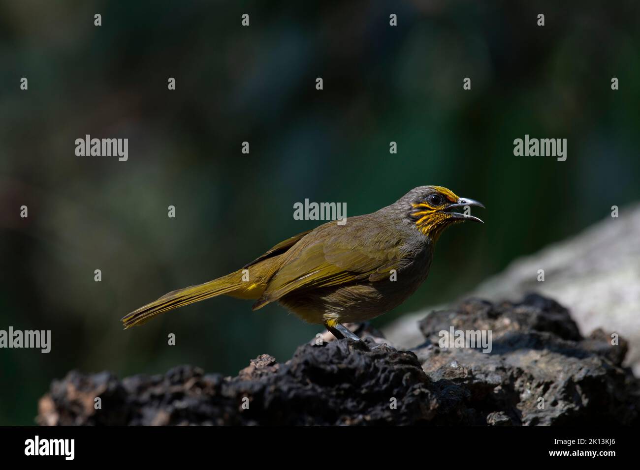 Facing to the right with its beak open after a bath, Stripe-throated Bulbul Pycnonotus finlaysoni, Thailand. Stock Photo