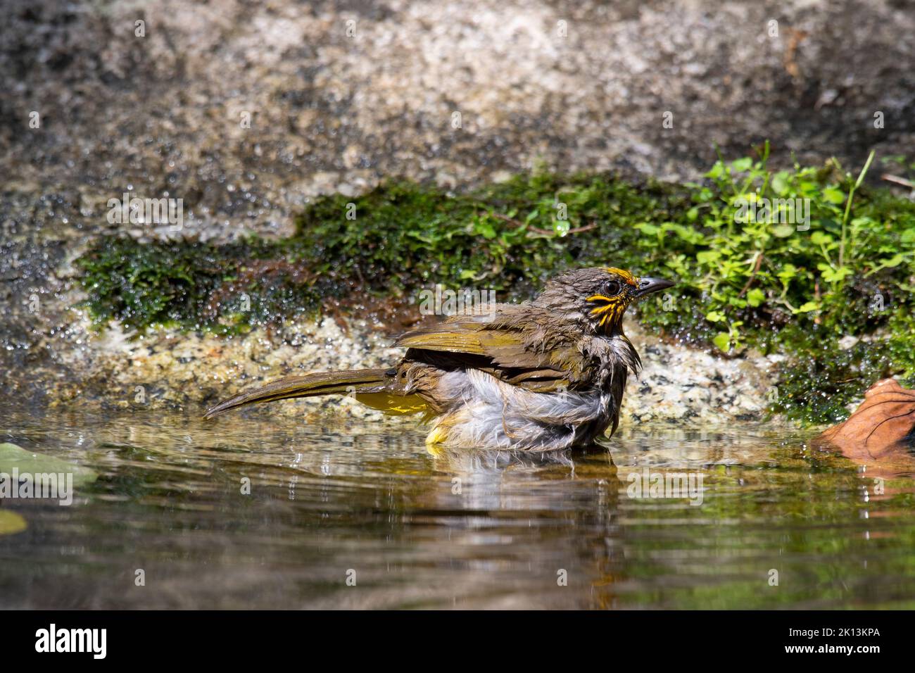Seen taking a bath during a hot summer day in the forest, Stripe-throated Bulbul Pycnonotus finlaysoni, Thailand. Stock Photo