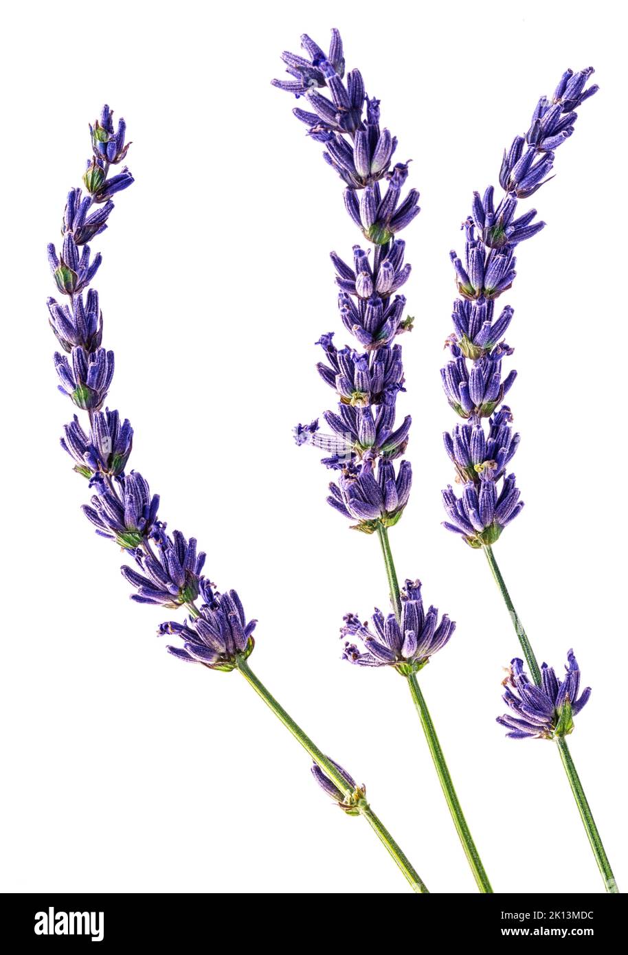 Three lavender flowers close up isolated on white background. Stock Photo