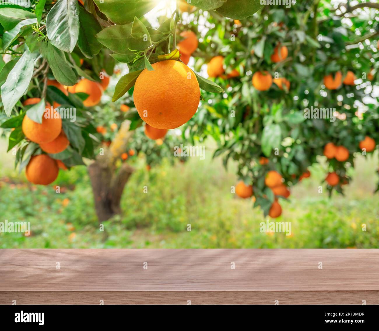 Wooden table top ander orange trees covered with orange fruits. Blurred sunny orchard garden at the background. Stock Photo