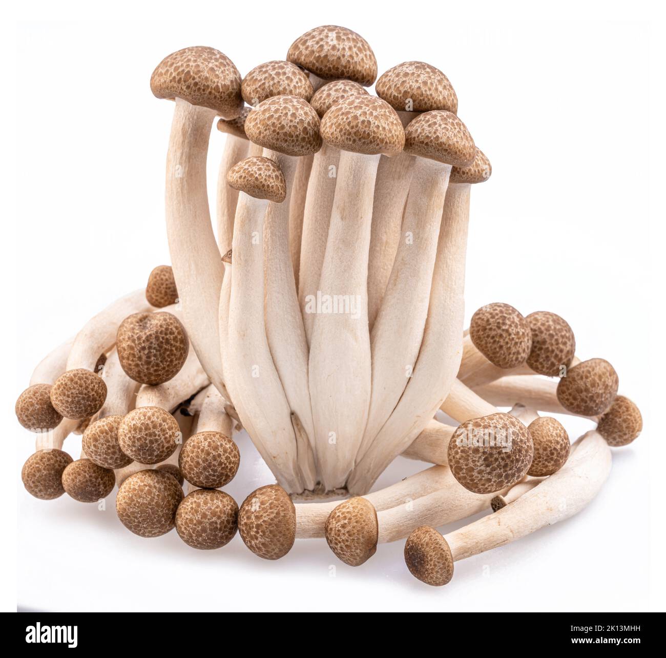 Cluster of hon shimeji edible japanese mushrooms isolated on white background. Closeup Stock