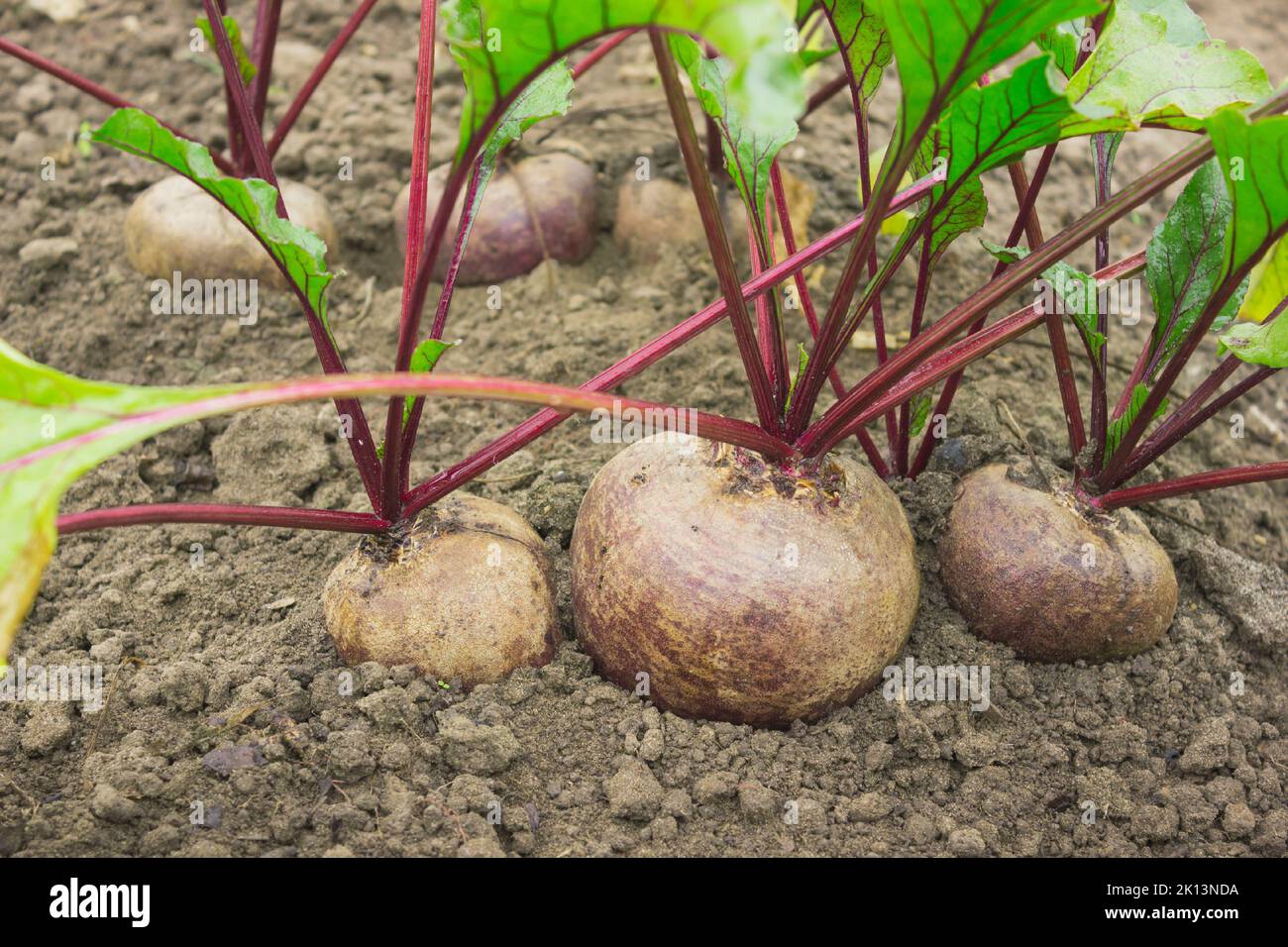 Harvesting ripe compost in hi-res stock photography and images - Alamy