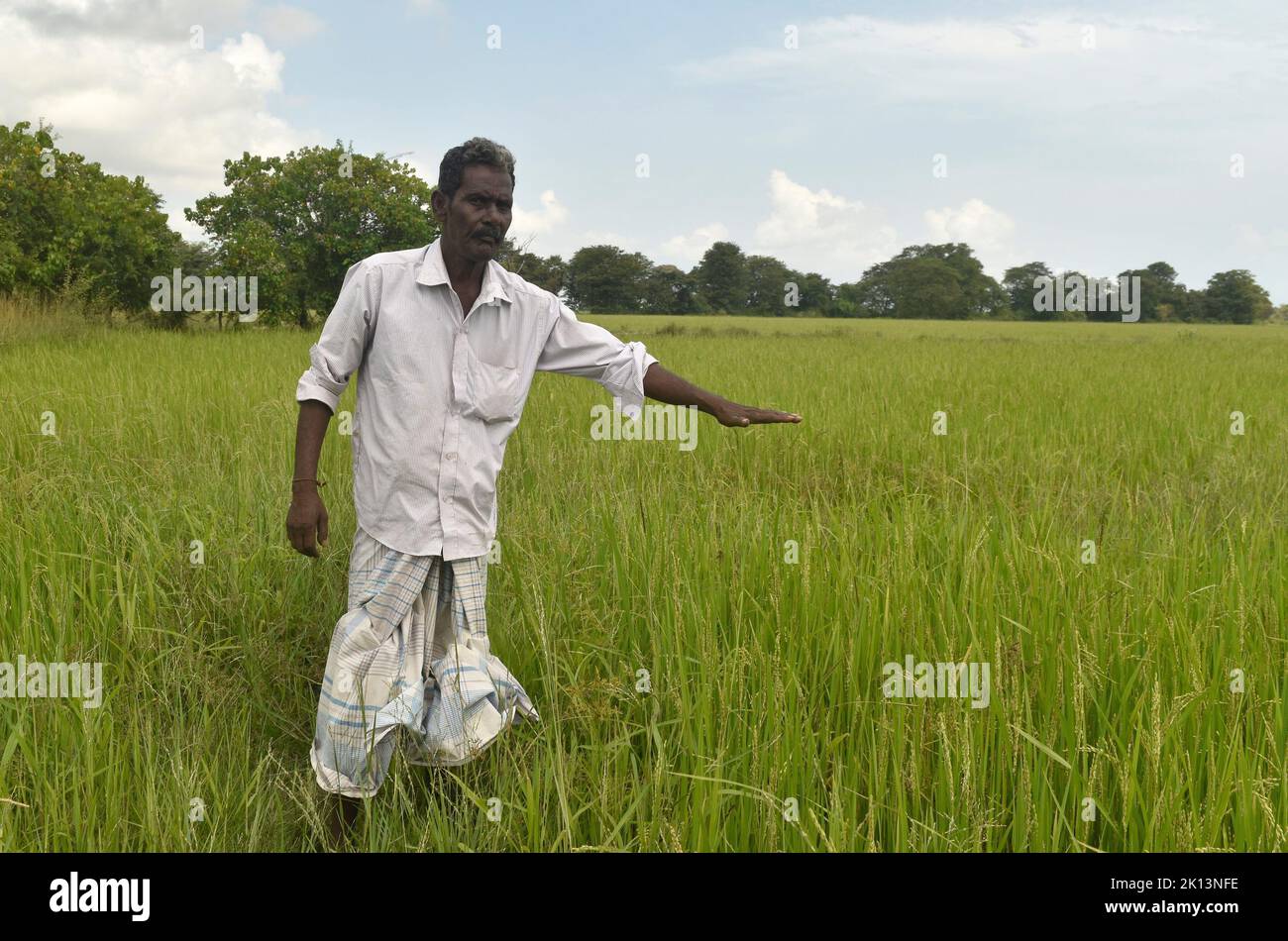 Kilinochchi, Sri Lanka. 28th July, 2022. Shadagopalan Chandrasekaran stands in his rice field and shows how high the plants should actually have grown at this point. Sri Lanka is experiencing its worst economic crisis in decades. A temporary ban on the import of artificial fertilizers last year has had far-reaching consequences for food production in the island nation. (to dpa 'Sri Lanka faces food crisis - farmers fight for survival') Credit: S. Rubatheesan/dpa/Alamy Live News Stock Photo