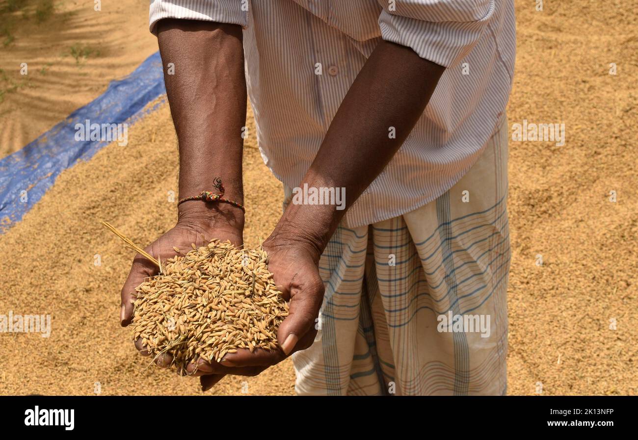 Kilinochchi, Sri Lanka. 28th July, 2022. A farmer shows freshly harvested rice of rather poor quality. Sri Lanka is experiencing the worst economic crisis in decades. A temporary ban on imports of artificial fertilizers last year has had far-reaching consequences for food production in the island nation. (to dpa 'Sri Lanka faces food crisis - farmers struggle to survive') Credit: S. Rubatheesan/dpa/Alamy Live News Stock Photo