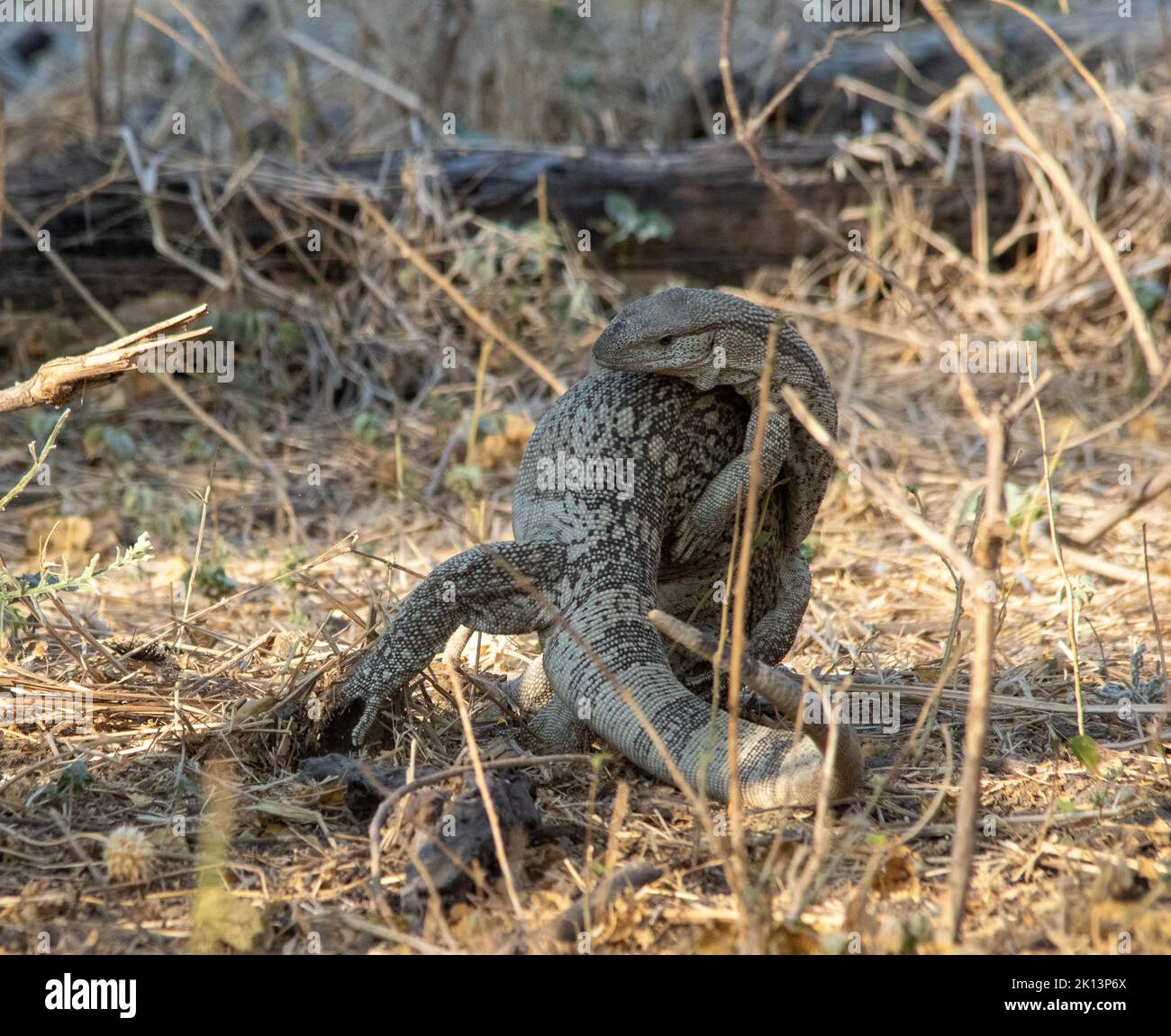 Mating monitor lizards in the African wilderness Stock Photo Alamy