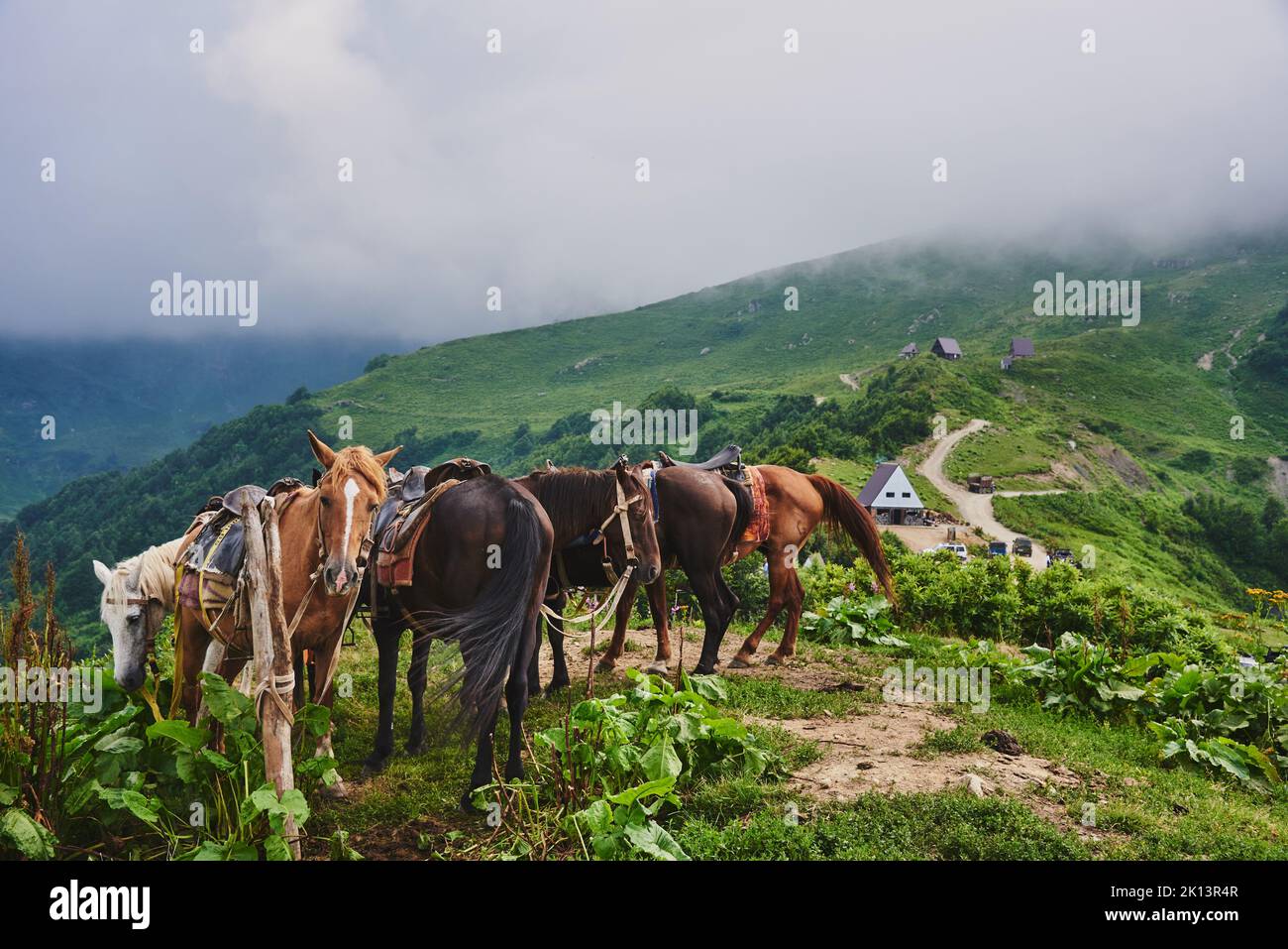 Saddled horses against the background of green hills and fog. horses waiting for tourists. Ecotourism in the mountains. Stock Photo
