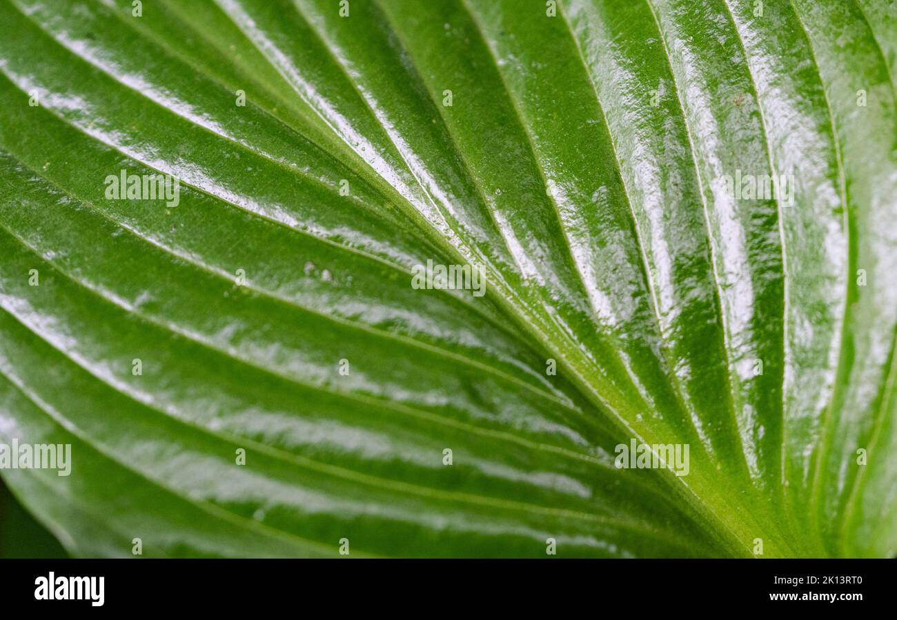 Large green leaves close-up. Hosta, a hosta plant with large leaves. Ornamental plants in the garden, hosta. Stock Photo