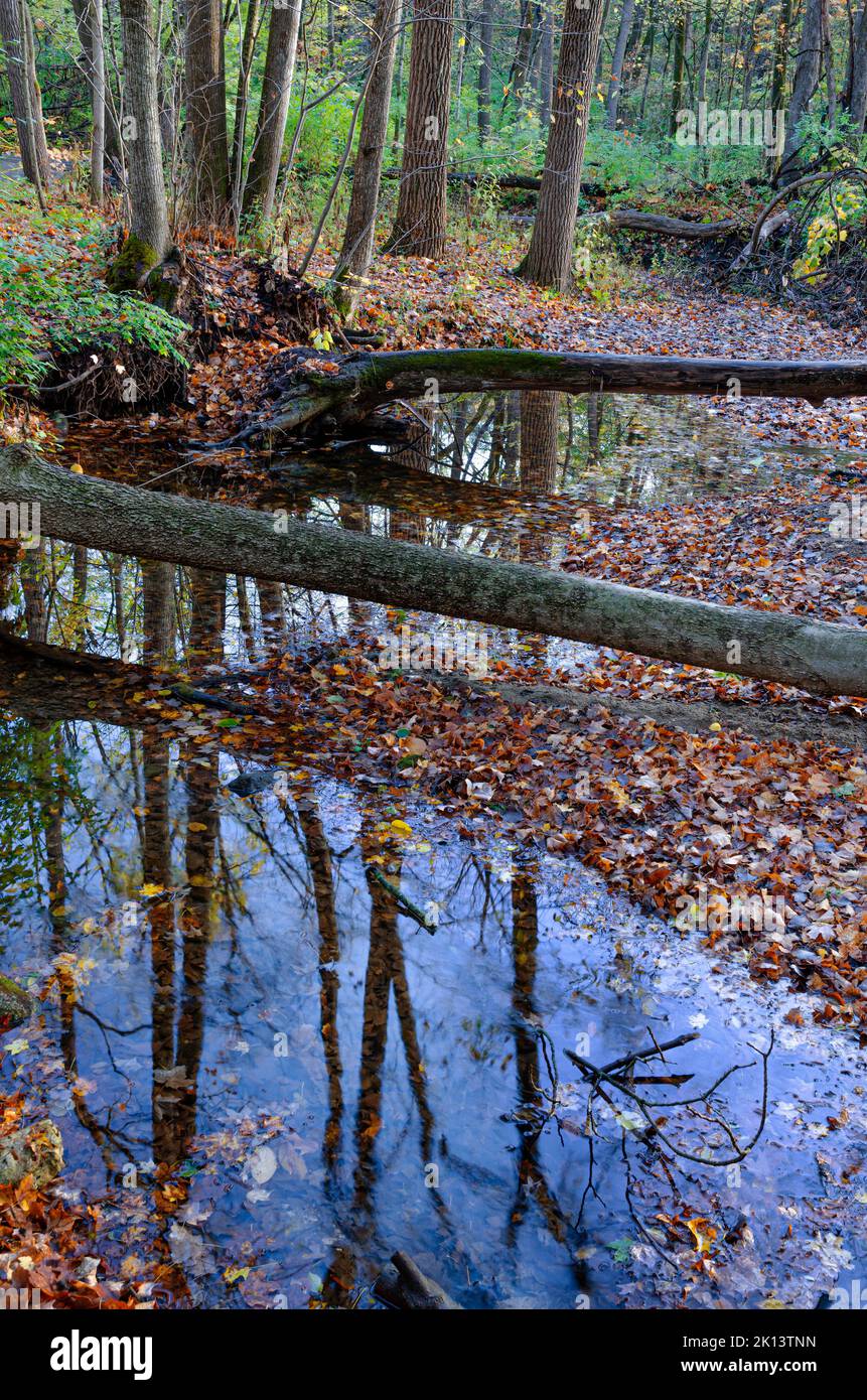 A small creek pools in places in autumn at Lyons Woods Forest Preserve in Kendall County, Illinois Stock Photo