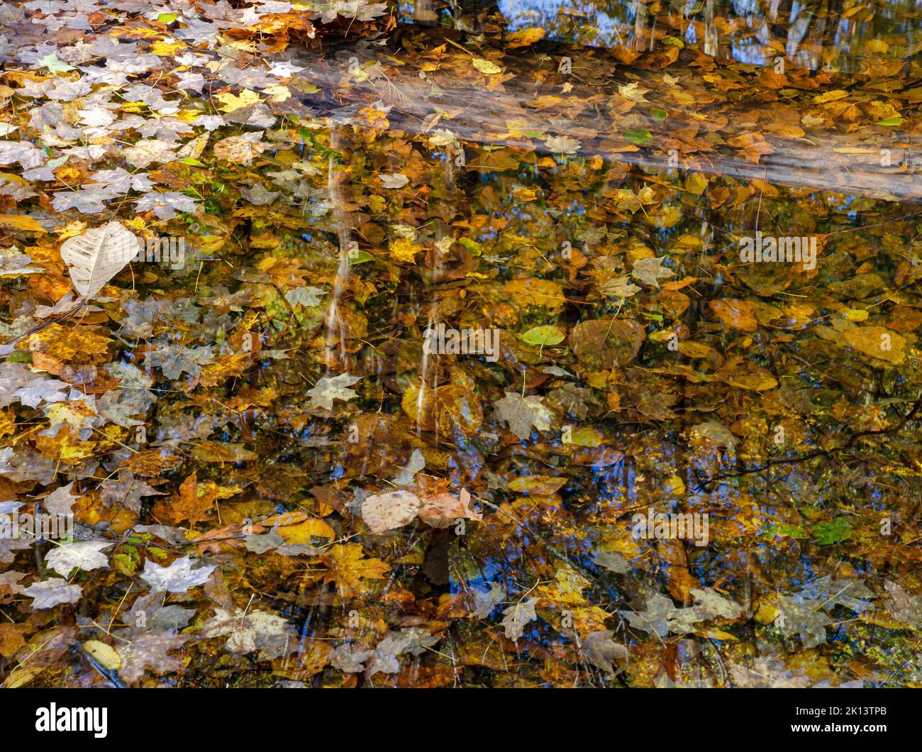 Reflectiona of a fallen tree trunk and the forest beyond blend with the fallen leaves of that forest in a pool in a small creek at Lyon Woods Forest P Stock Photo