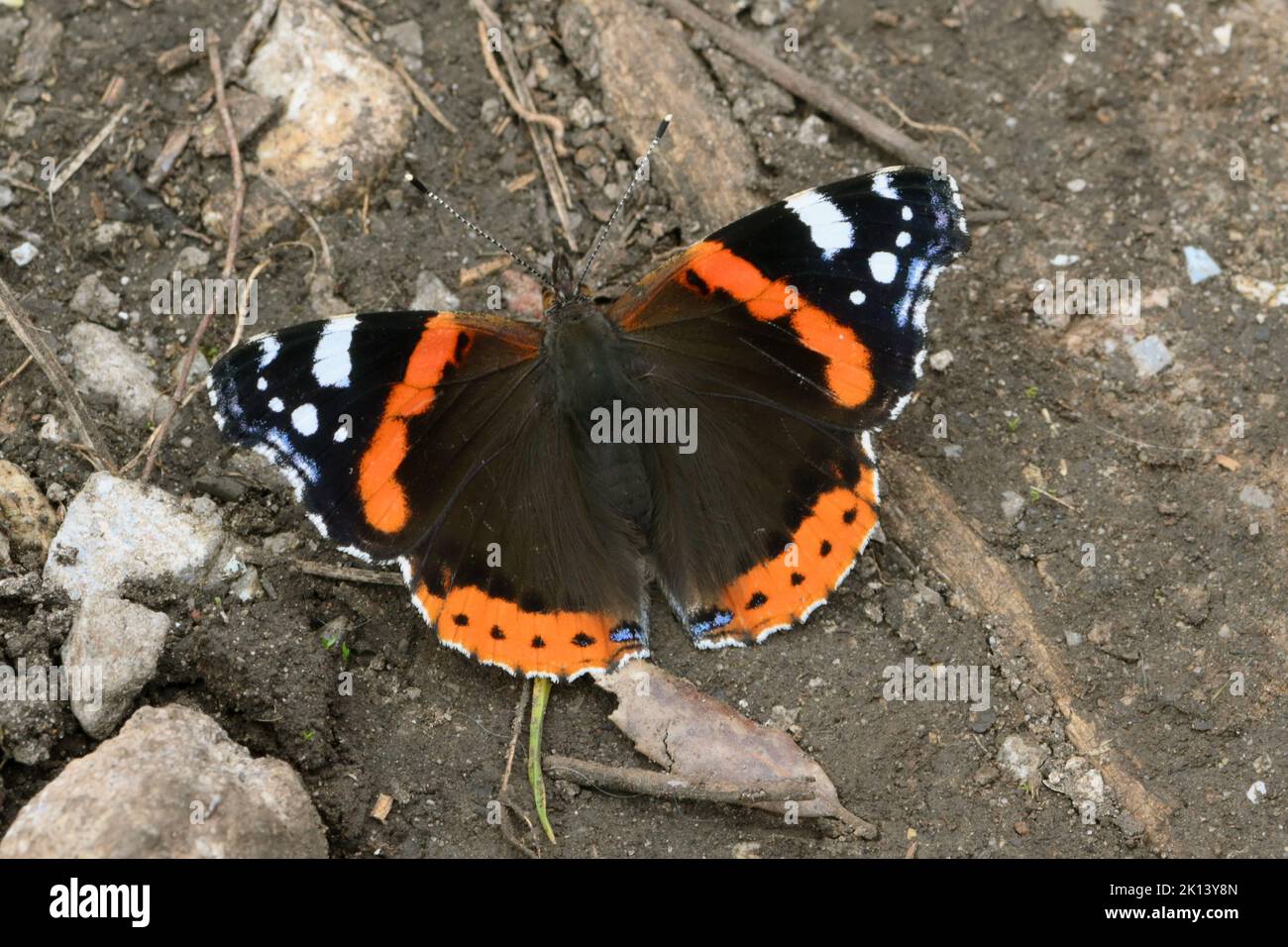 Red Admiral butterfly is attracted to the cool ground of a country footpath Stock Photo