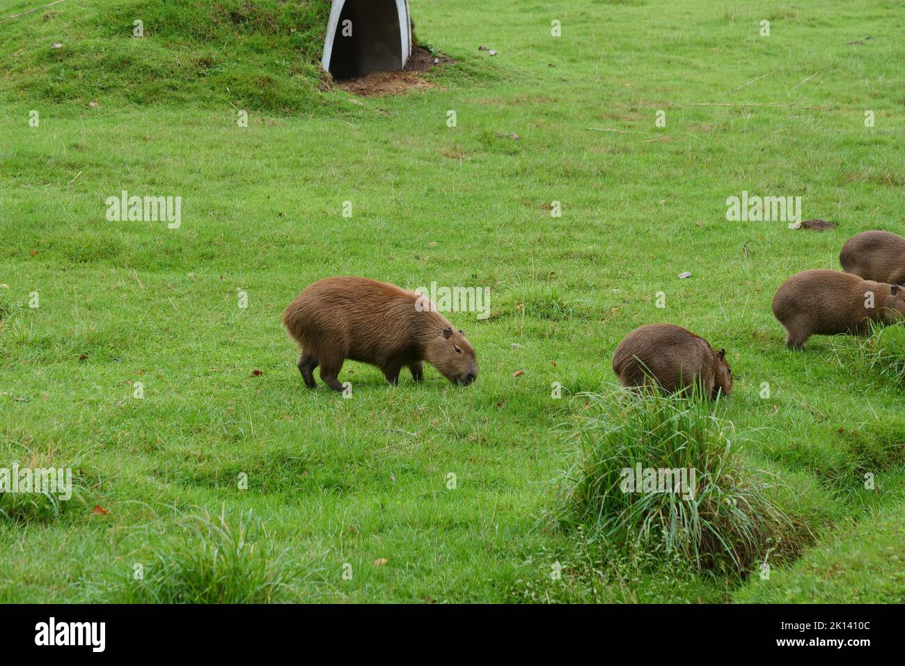 Devon zoo hi-res stock photography and images - Page 2 - Alamy