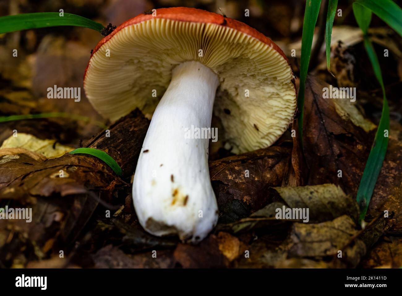 A closeup of Russula emetica, commonly known as the sickener. Stock Photo