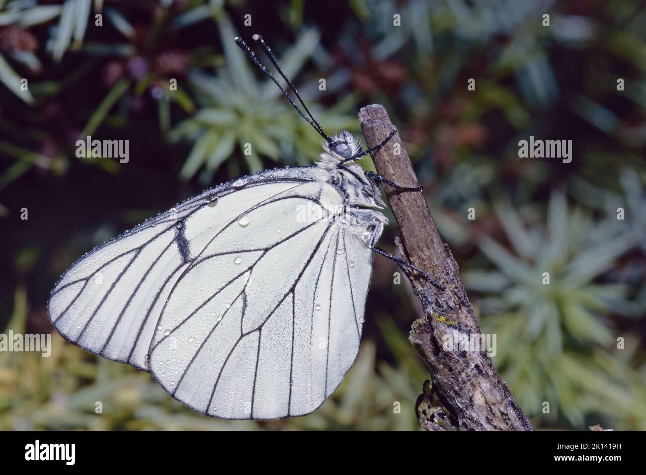 black-veined white butterfly covered of water drops, Aporia crataegi, Pieridae Stock Photo