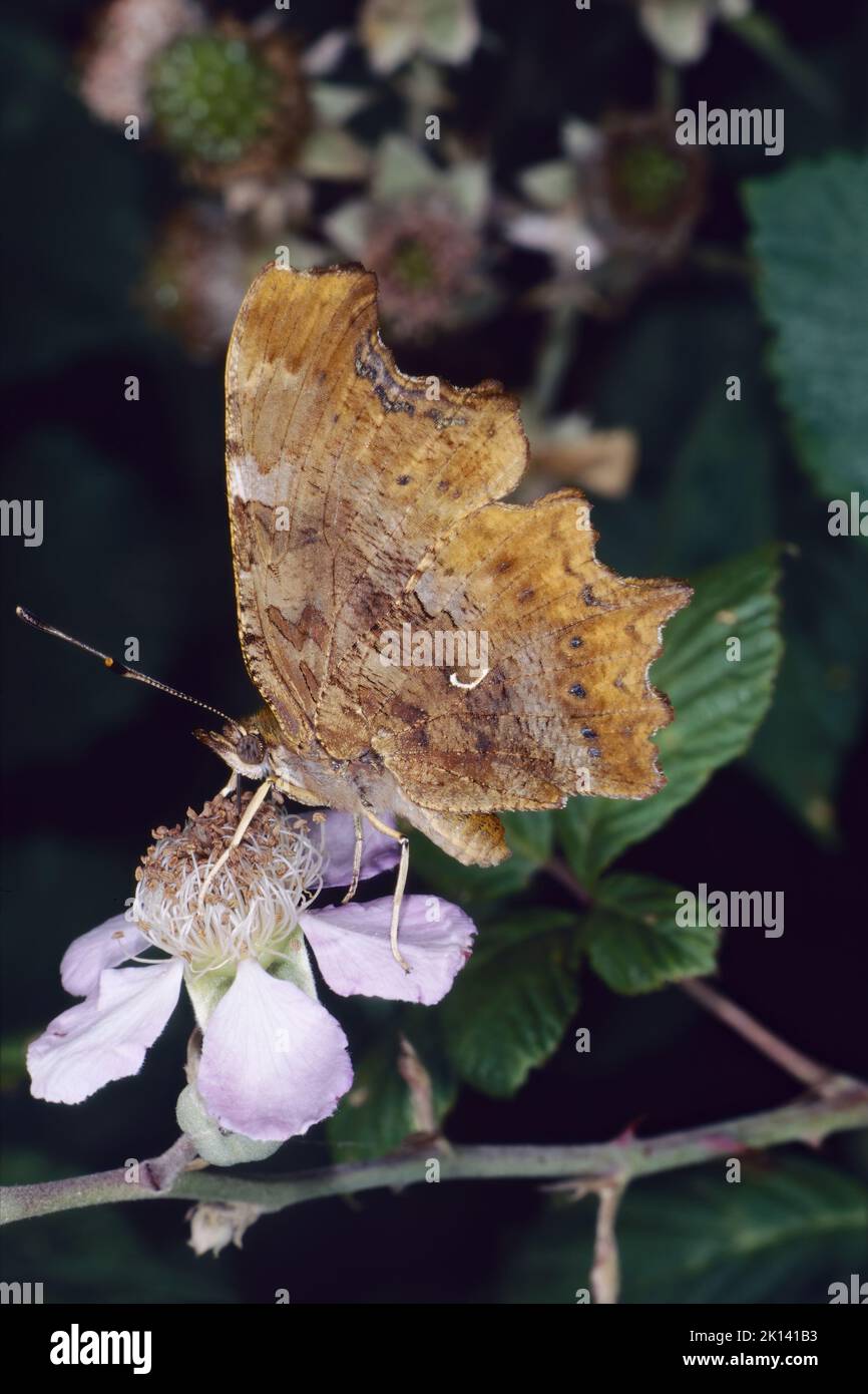 specimen of comma butterfly, Polygonia c-album; Nymphalidae, closed wings Stock Photo