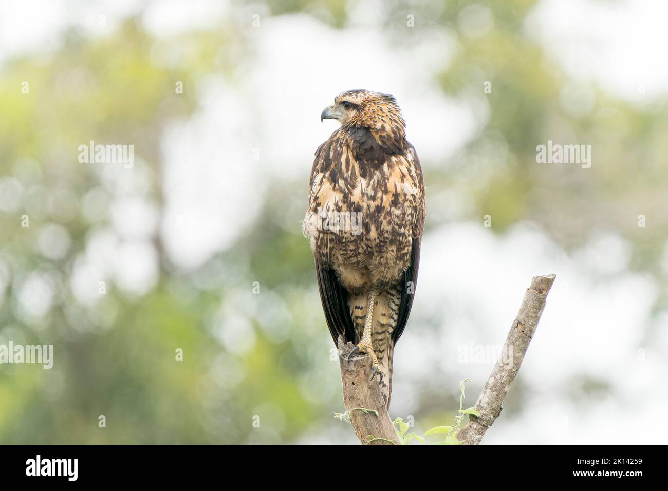 Great Black Hawk, Buteogallus urubitinga, single juvenile perched in tree, Pantanal, Brazil, 18 June 2022 Stock Photo