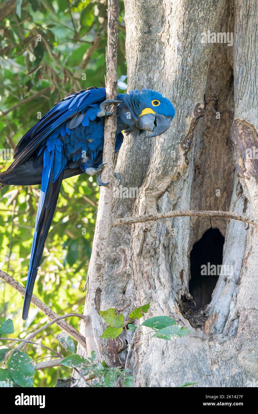 hyacinth parrot or hyacinthine parrot, Anodorhynchus hyacinthinus, single adult perched in tree near nest hole, Pantanal, Brazil Stock Photo