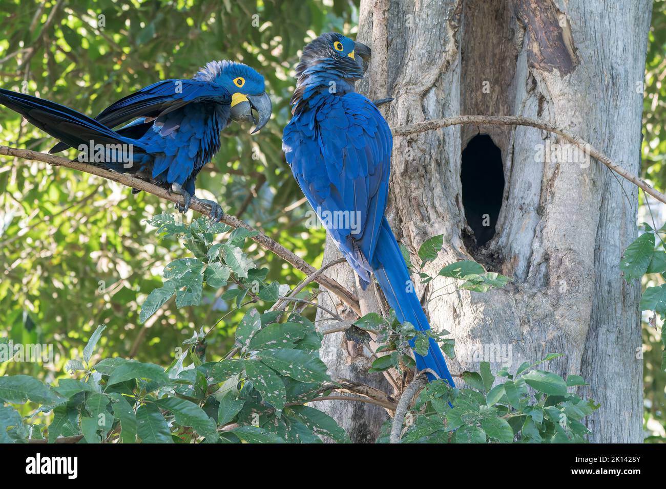 hyacinth parrot or hyacinthine parrot, Anodorhynchus hyacinthinus, two adults perched in tree near nest hole, Pantanal, Brazil Stock Photo