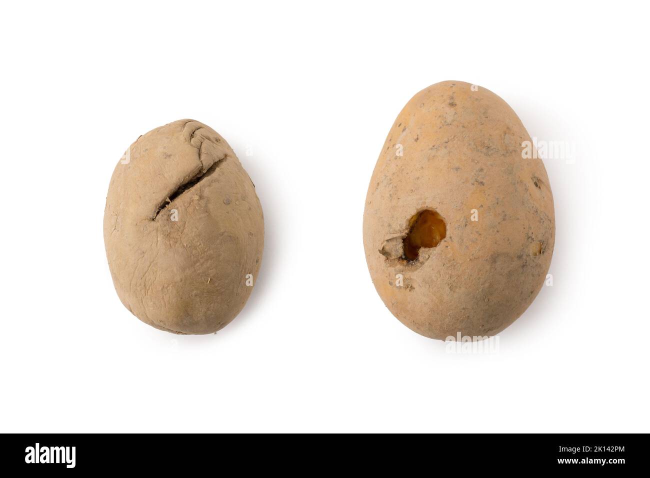 spoiled or bad potatoes isolated on white background, signs of spoilage in potatoes, bugs eaten