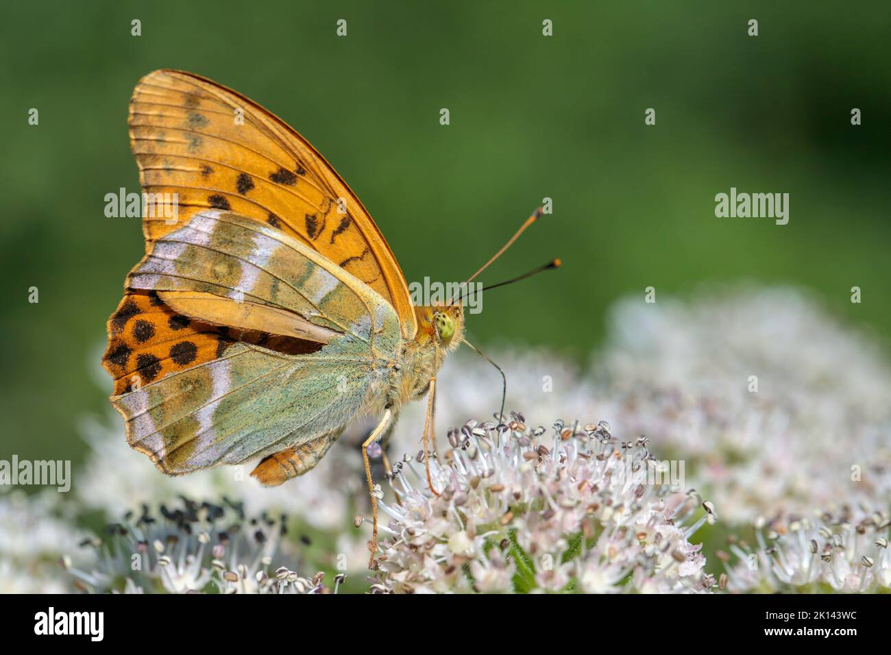 male-silver-washed-fritillary-butterfly-argynnis-paphia-stock-photo