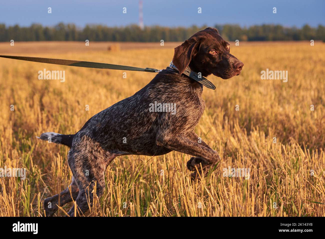 German shorthair pointer in a mown field at sunset. Stock Photo