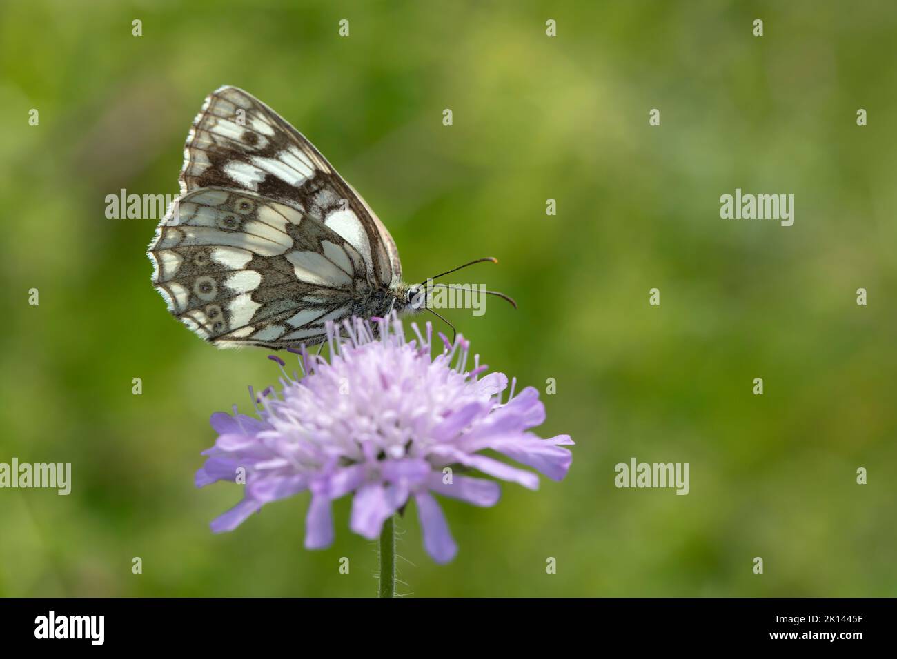 Marbled white butterfly (Melanargia galathea). Stock Photo