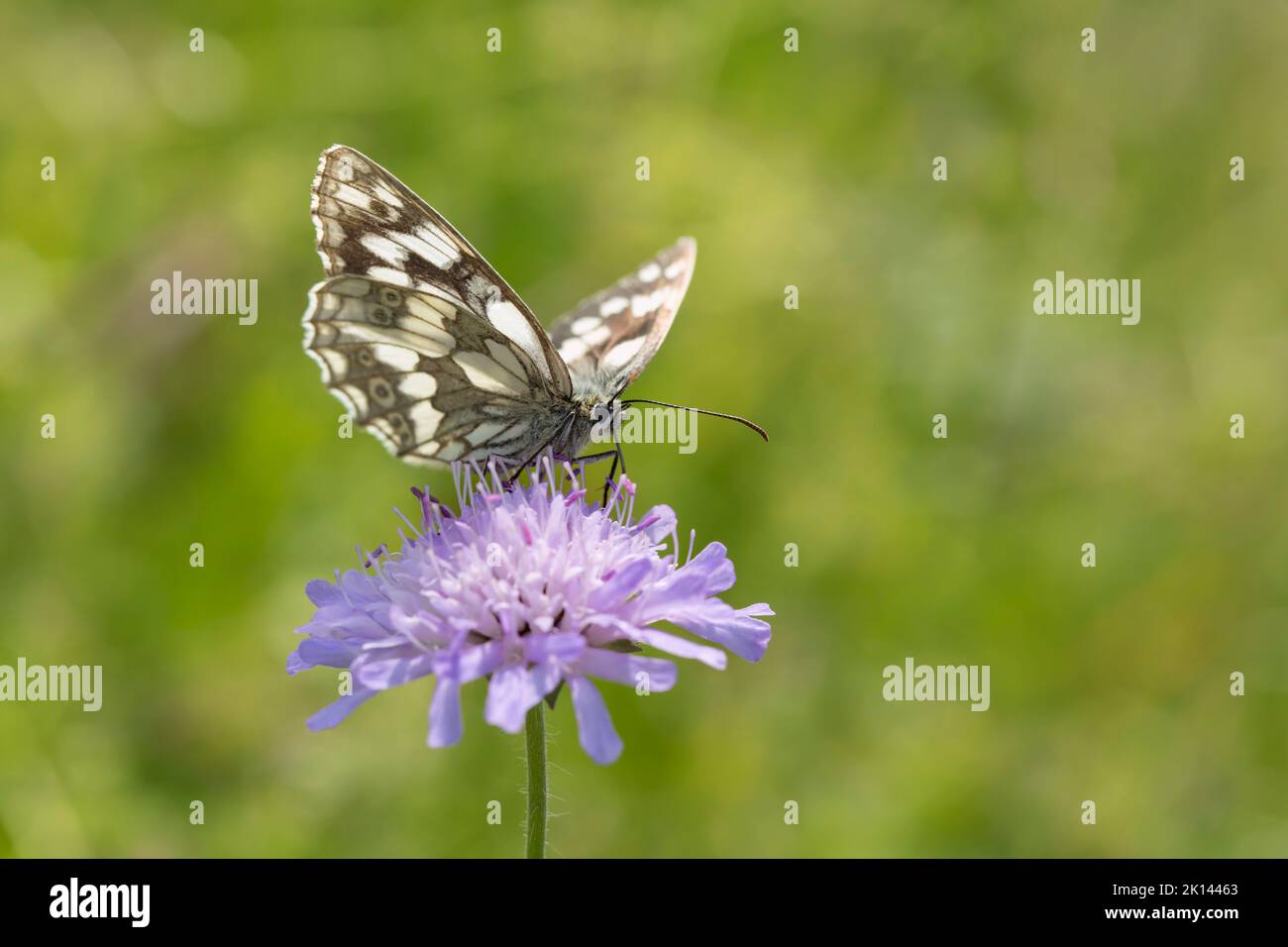 Marbled white butterfly (Melanargia galathea). Stock Photo