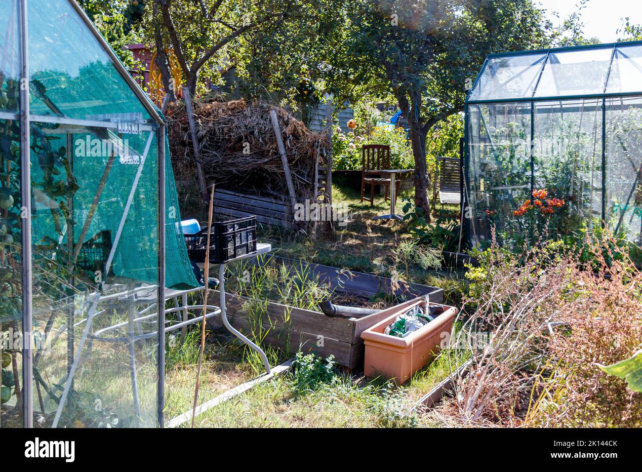 Greenhouses in a council allotment in Crouch End, Haringey, London, UK
