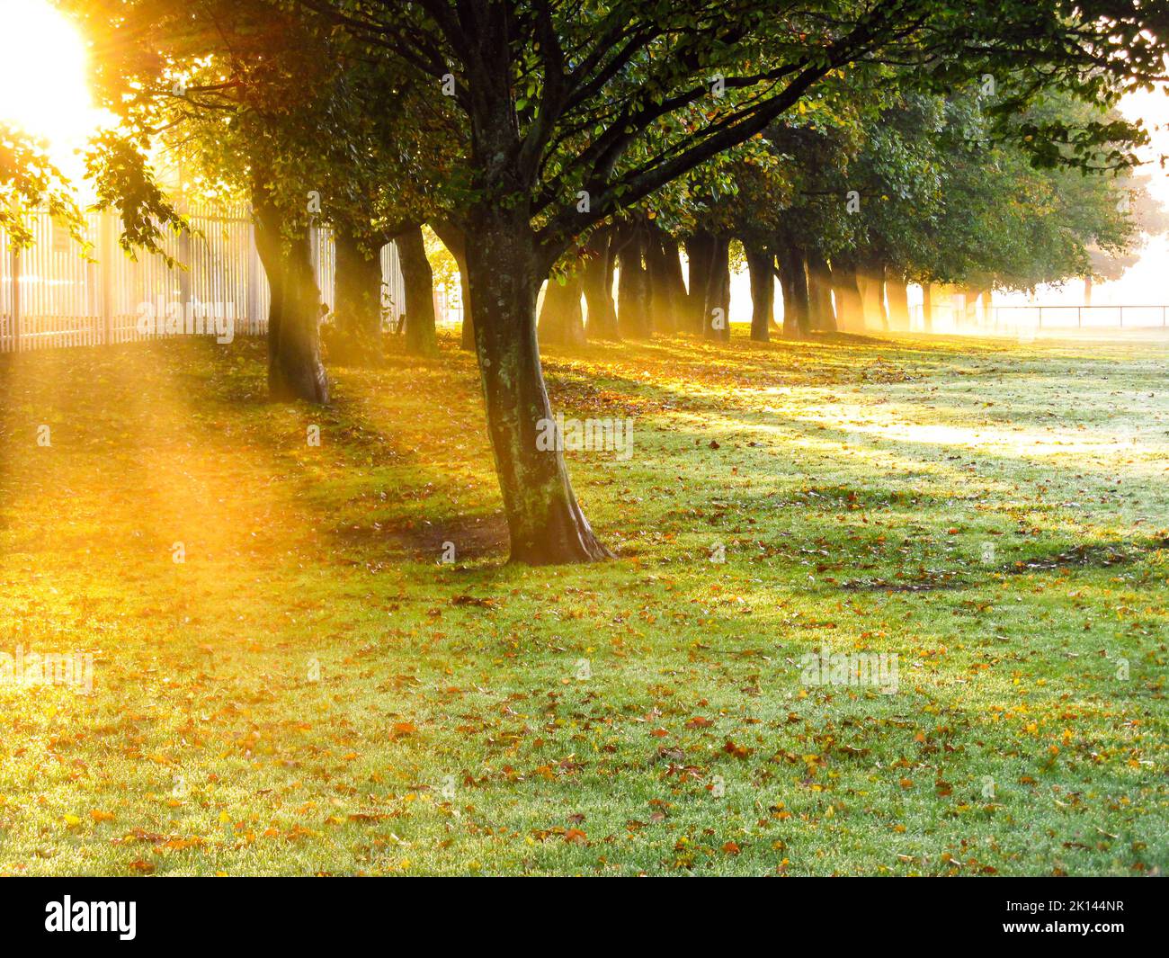 Magical view of the golden first light of dawn shining through a line of trees. Stock Photo