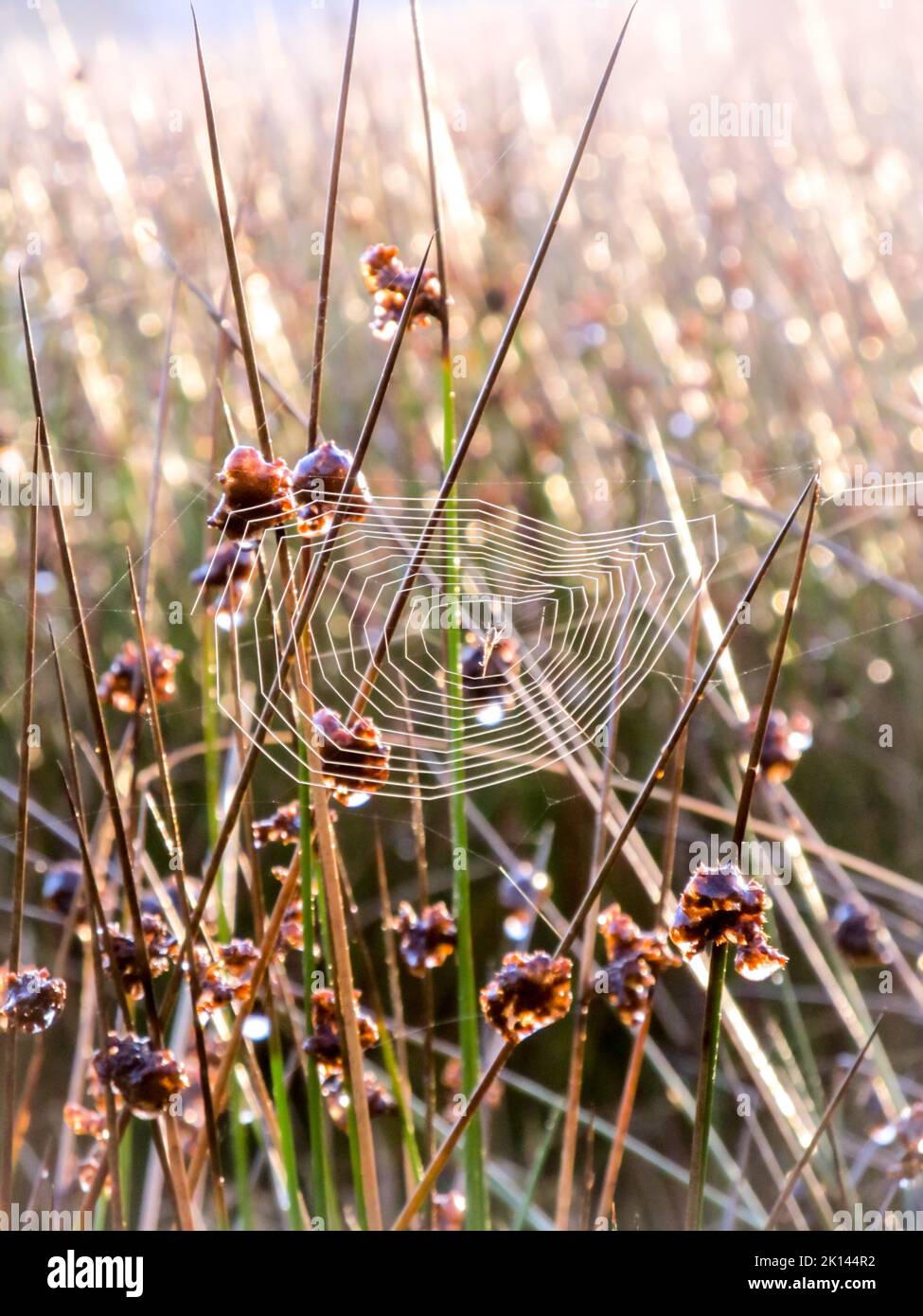 A delicate spider web catching the early morning sunlight. Stock Photo