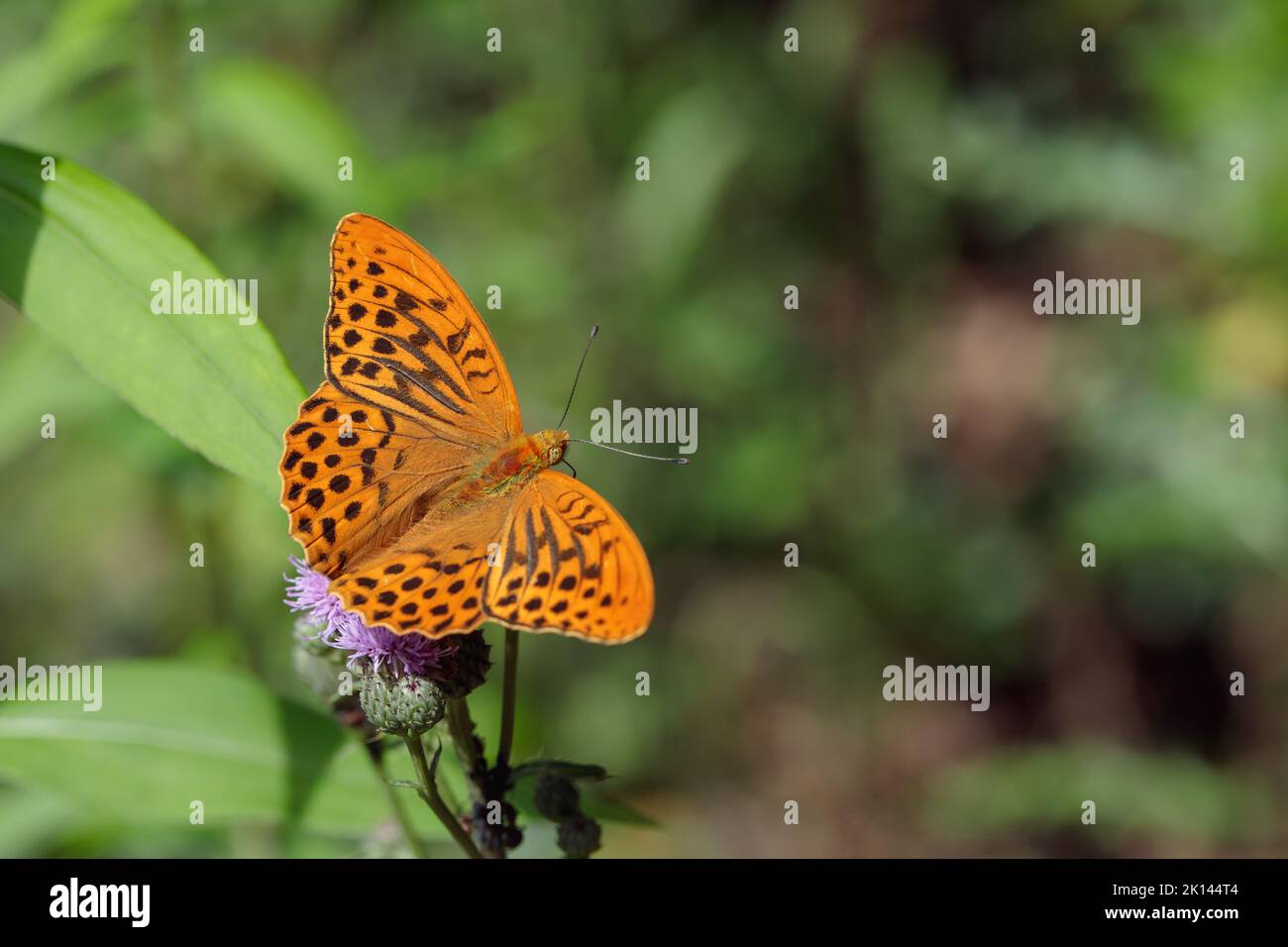 male-silver-washed-fritillary-butterfly-argynnis-paphia-stock-photo