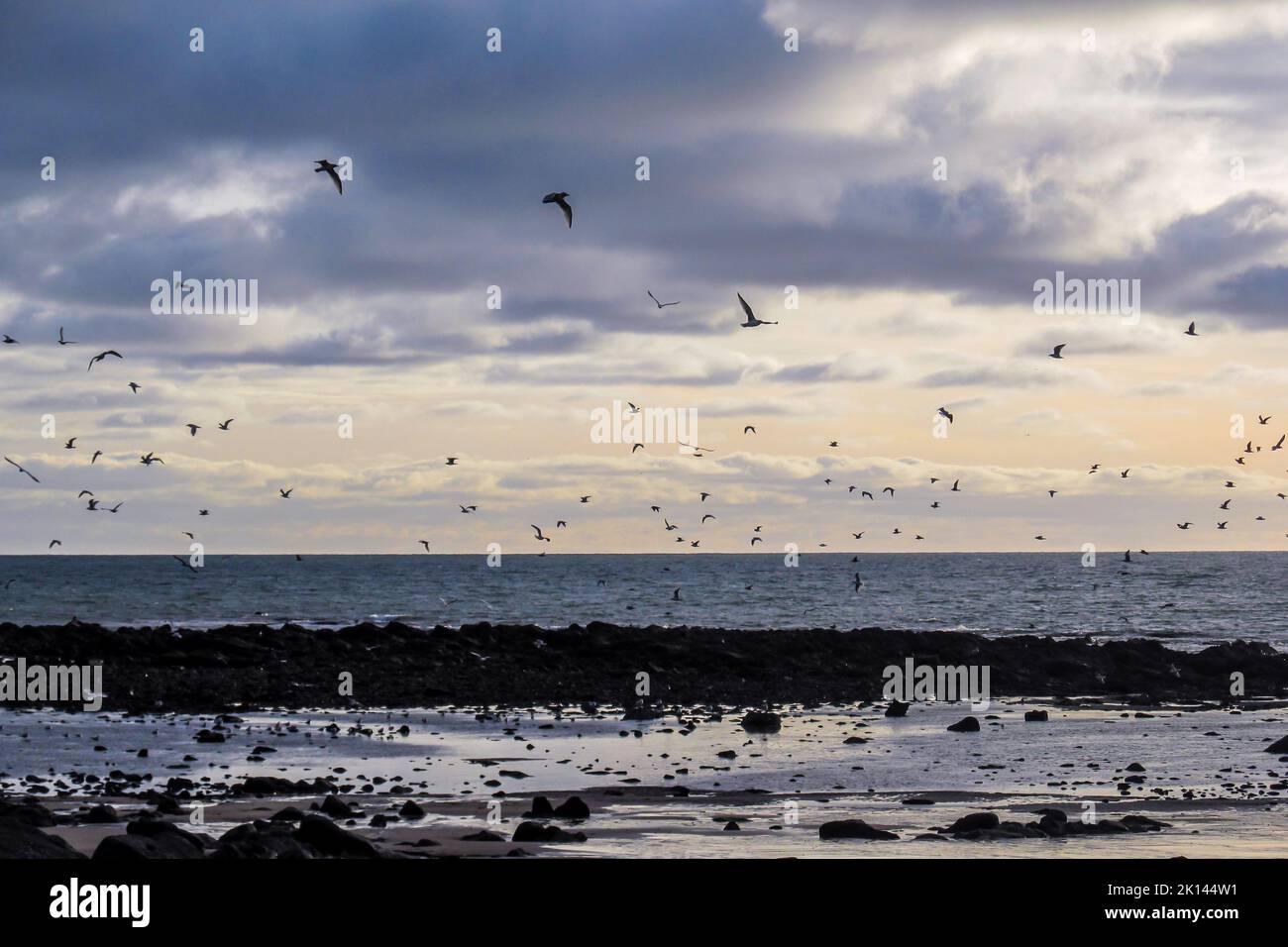 Flock of sea gulls in flight along the Scottish coastline at dawn. Stock Photo