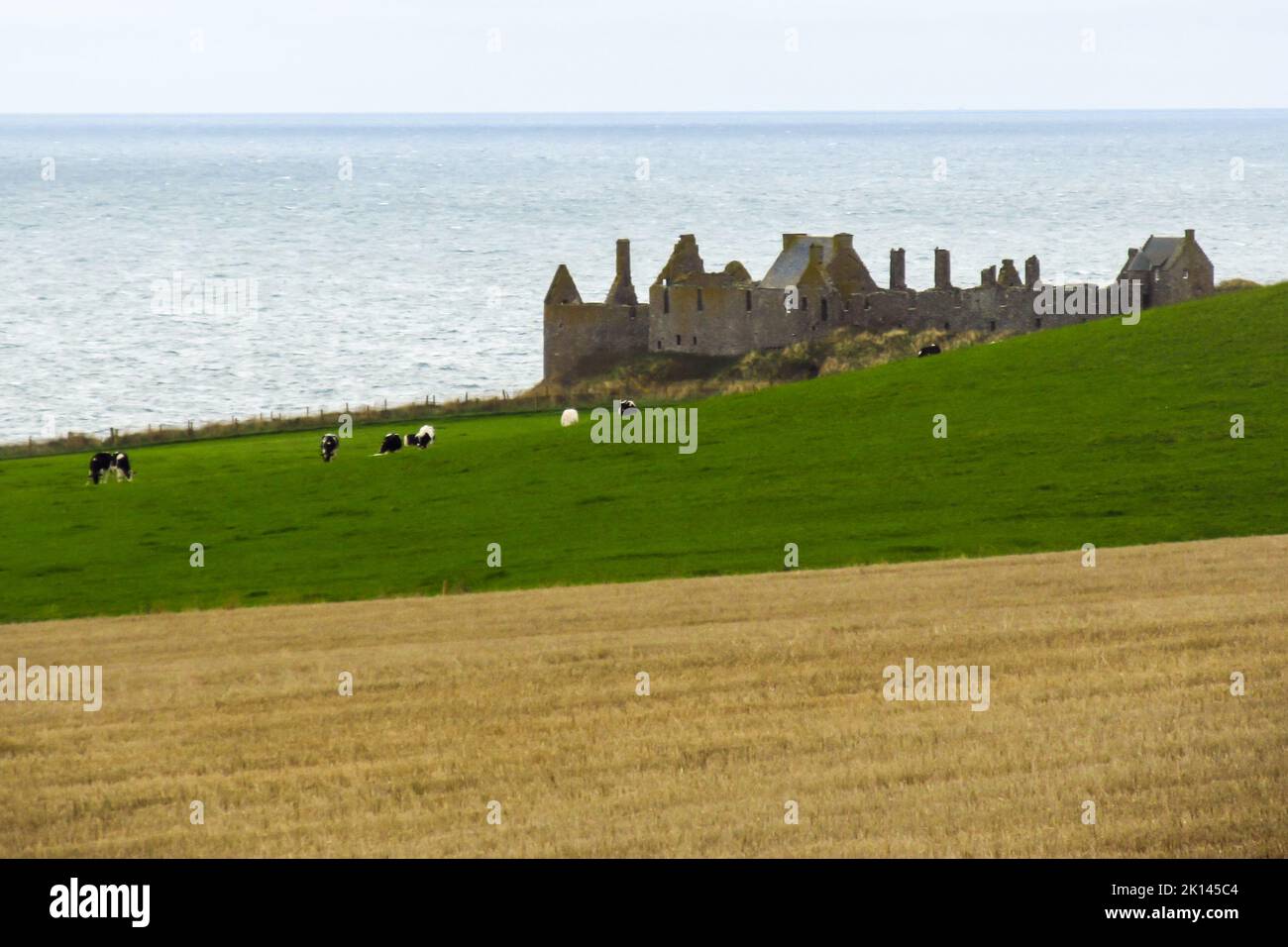 Cows in a field, with the Ruins of a medieval Scottish castle in the background, along the Aberdeenshire coast. Stock Photo