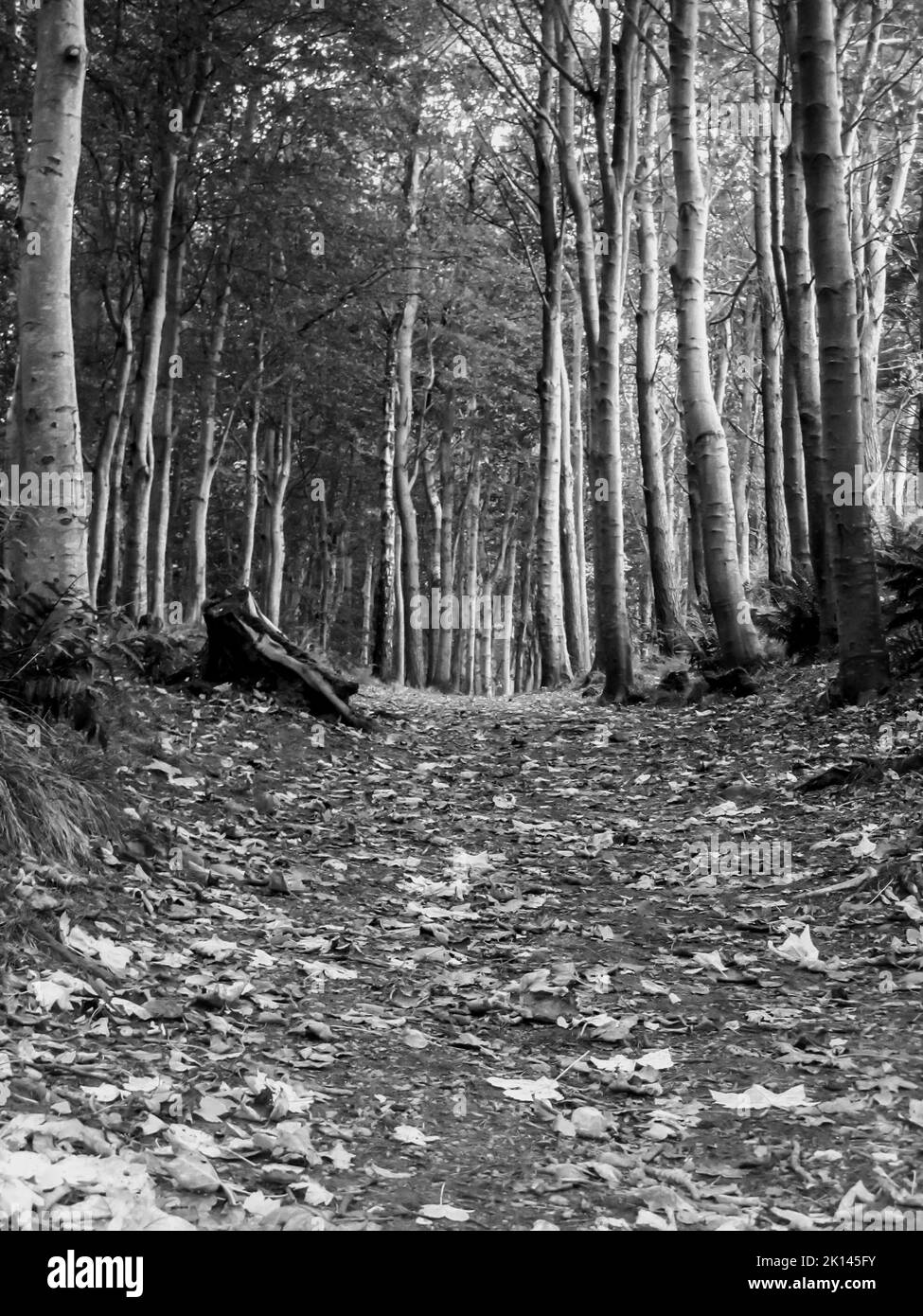 A Forest trail covered in fallen leaves, in black and white in the North-eastern Scottish countryside. Stock Photo