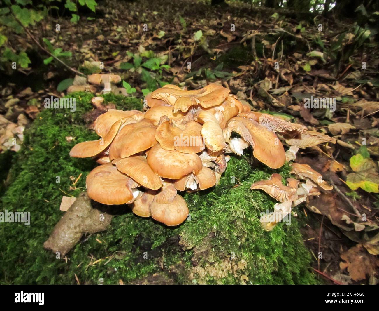A group of wild mushroom, growing on a moss covered tree stump in the woodland just outside Stonehaven, Scotland. Stock Photo