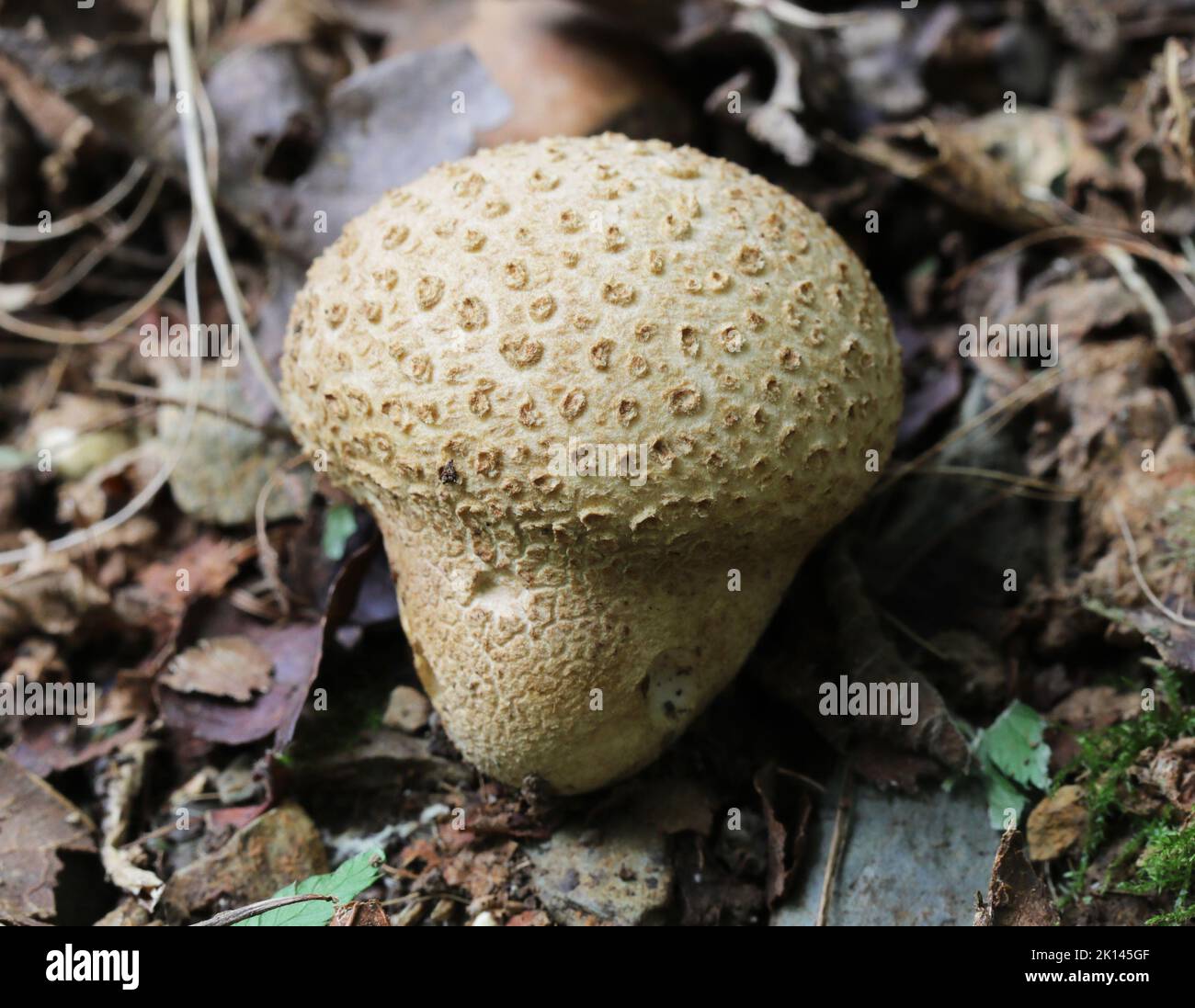 Common Earthball Fungus - Scleroderma citrinum Stock Photo