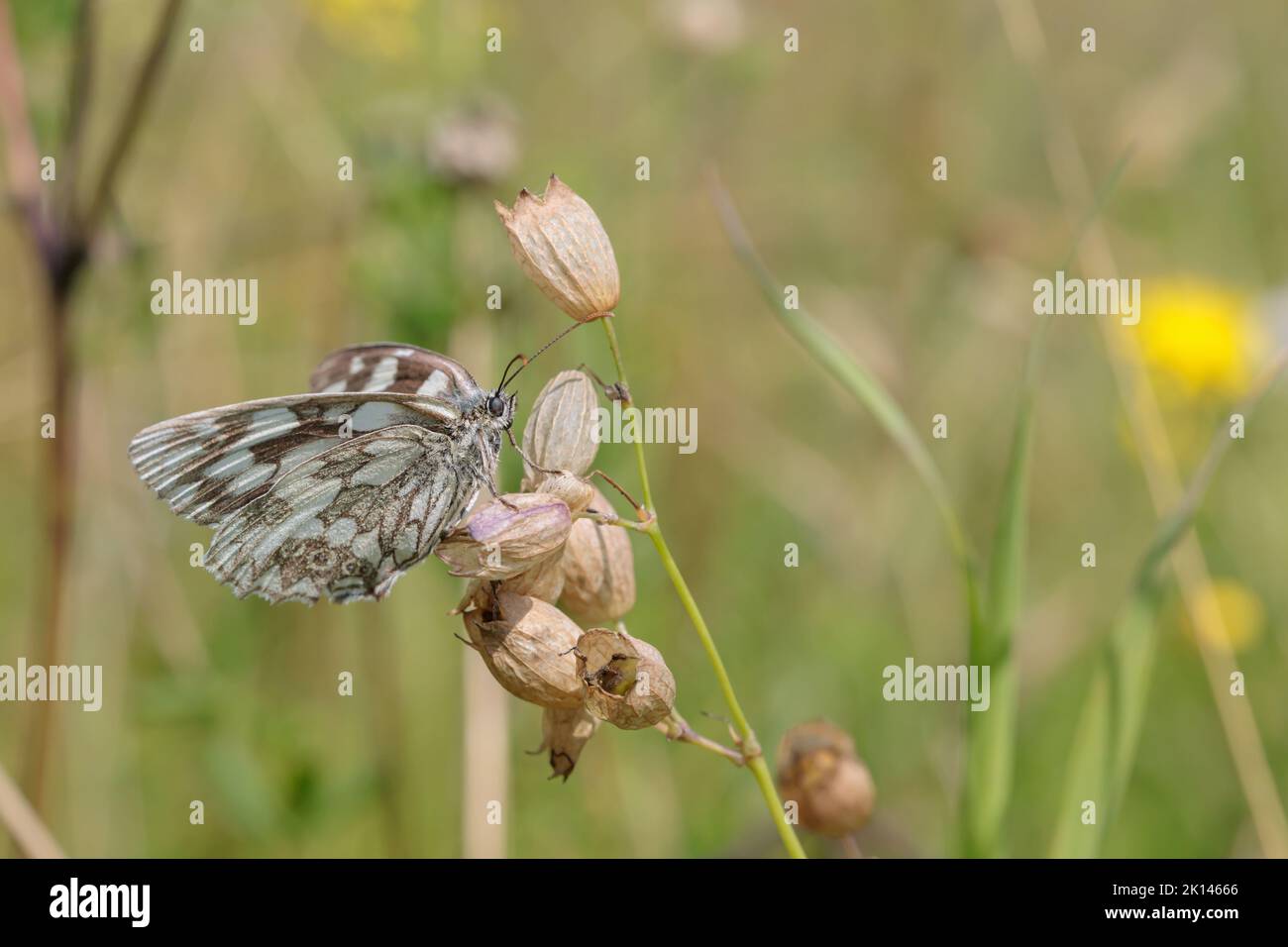 Marbled white butterfly (Melanargia galathea) rests in a dry meadow. Stock Photo