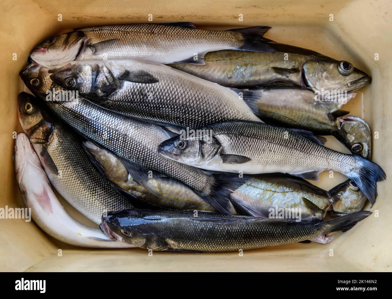 Line caught Sea Bass and Pollock in Newlyn harbour in Cornwall, UK Stock Photo