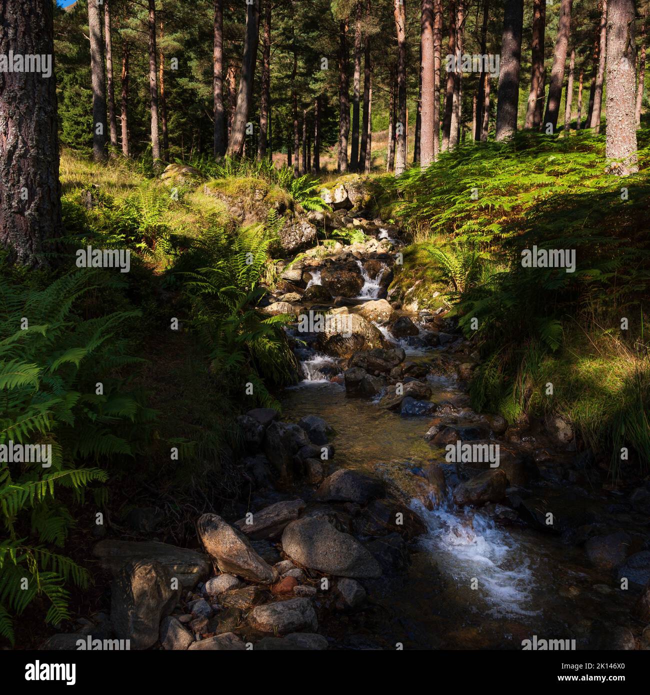 A tumbling stream in the Scottish highlands Stock Photo