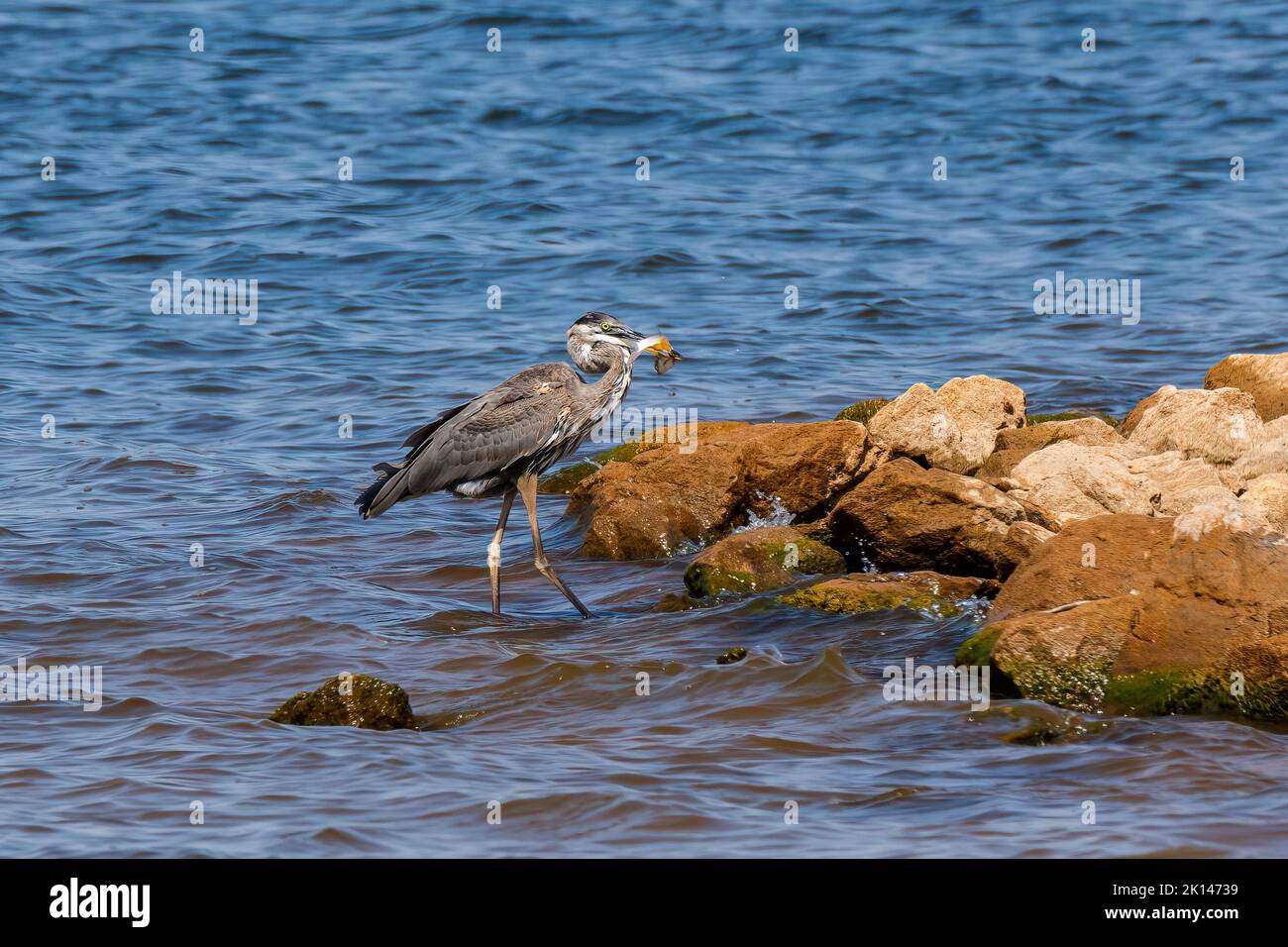 Blue Heron catching a fish. Stock Photo